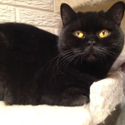 British Kittys Picture 3