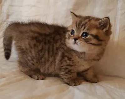 British Kittys Picture 4
