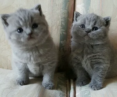 British Kittys Picture 1