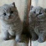 British Kittys