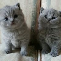 British Kittys ico