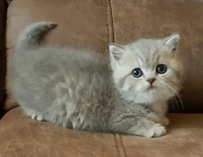 British Kittys Picture 2
