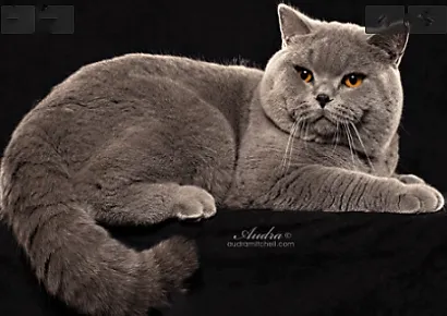 British Kittys Picture 6