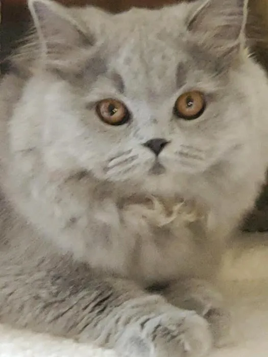 British Kittys Picture 7