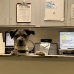 Canyon Animal Hospital