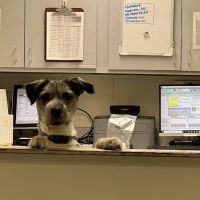 Canyon Animal Hospital ico