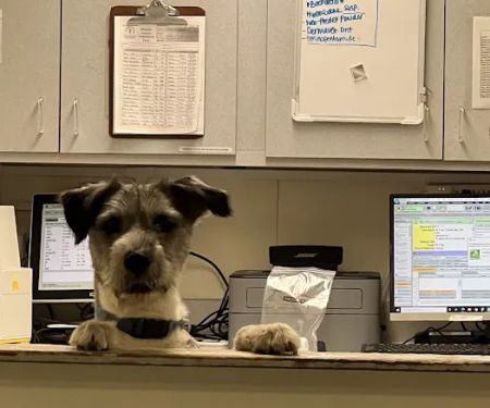 Canyon Animal Hospital