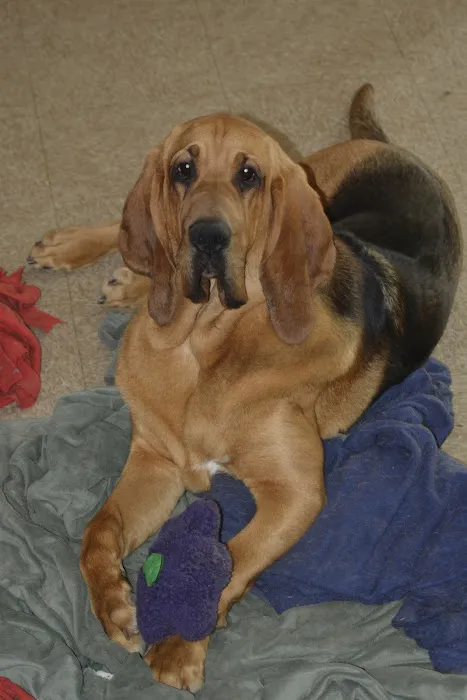 Canyon Animal Hospital Picture 7