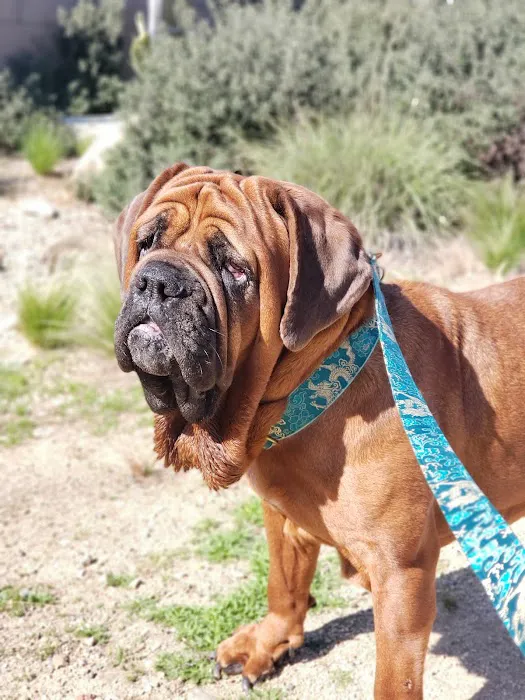 Canyon Animal Hospital Picture 4