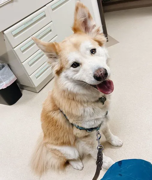 Laguna Beach Veterinary Medical Center Picture 5