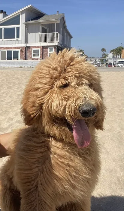 Laguna Beach Veterinary Medical Center Picture 3