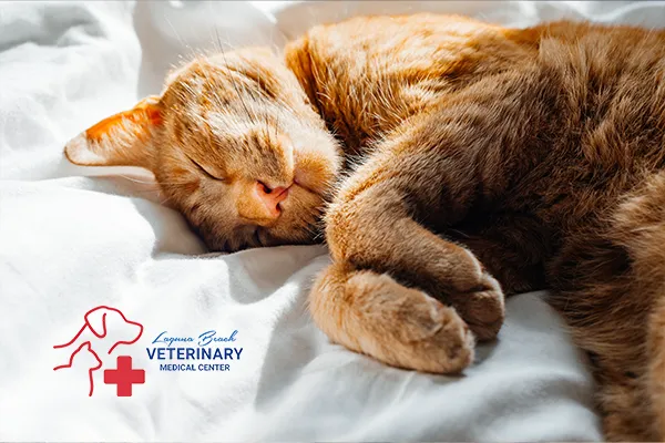 Laguna Beach Veterinary Medical Center Picture 6