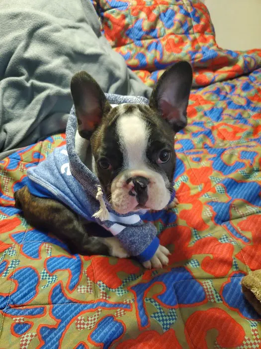 Jocelyn's Puppies & Pet Supplies Picture 10