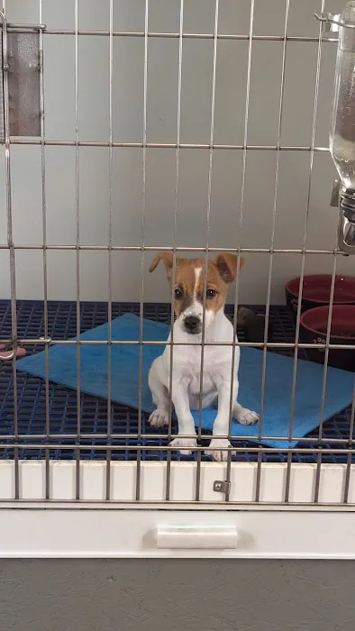 Jocelyn's Puppies & Pet Supplies Picture 3
