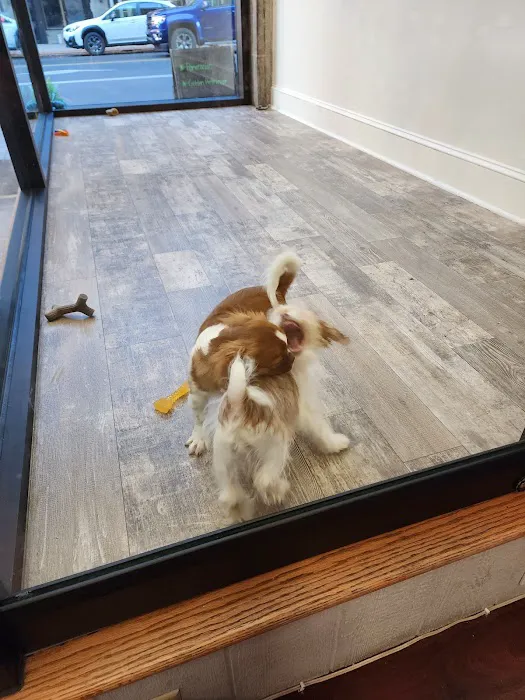 Jocelyn's Puppies & Pet Supplies Picture 4