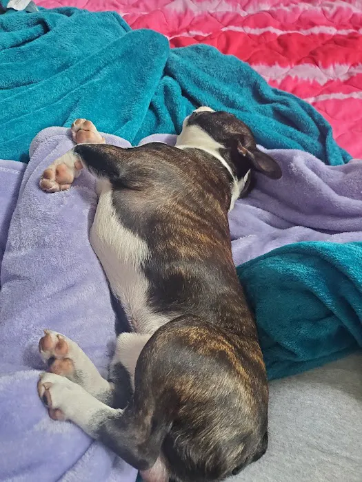 Jocelyn's Puppies & Pet Supplies Picture 6