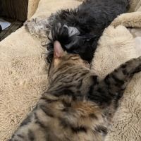 Our Pet's Vet ico