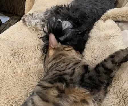 Our Pet's Vet