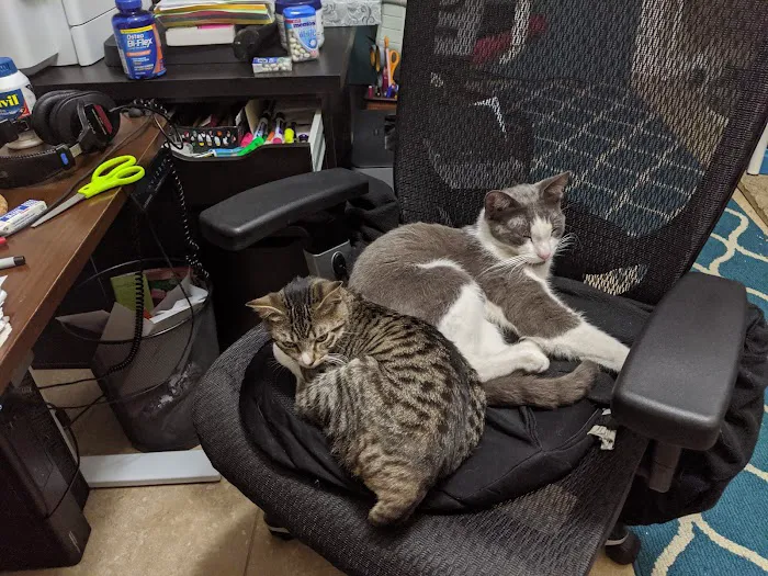 Our Pet's Vet Picture 9