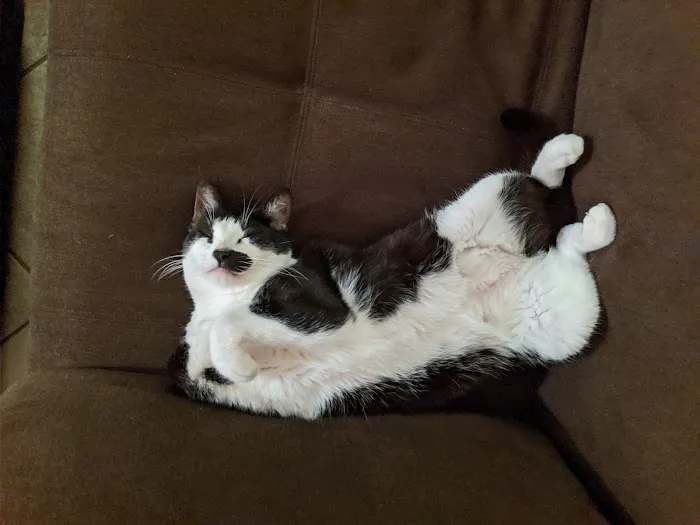 Our Pet's Vet Picture 7