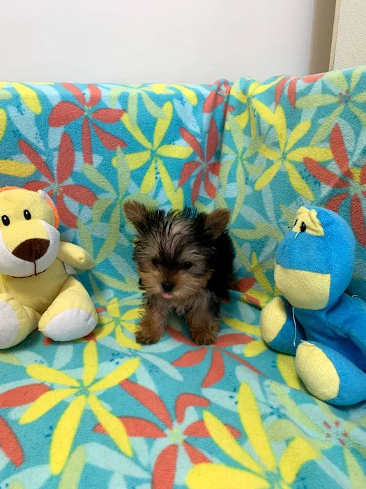 Puppies-R-Us Picture 5