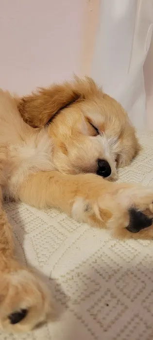 Puppies-R-Us Picture 3