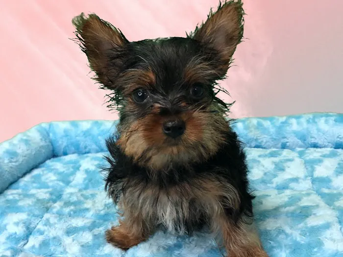 Puppies-R-Us Picture 7