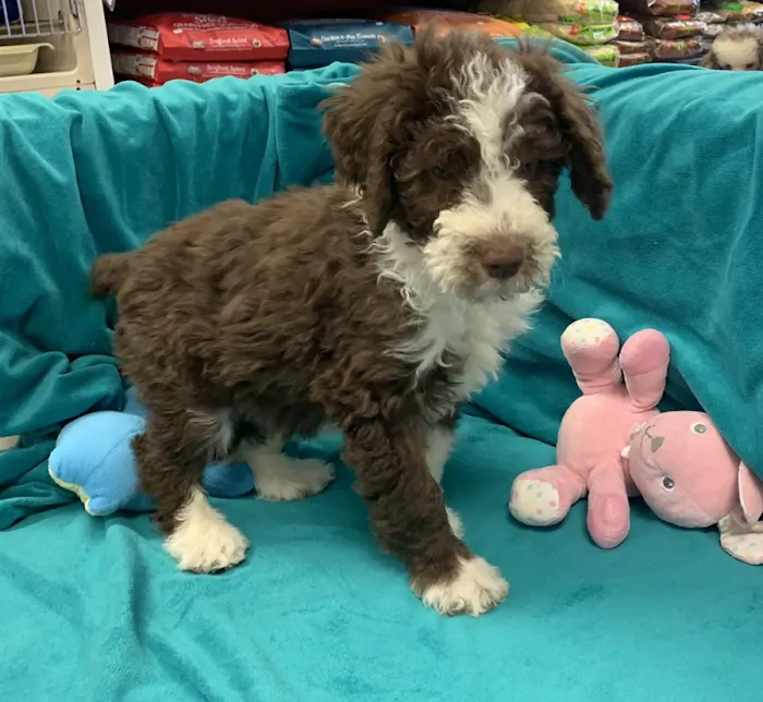 Puppies-R-Us Picture 10