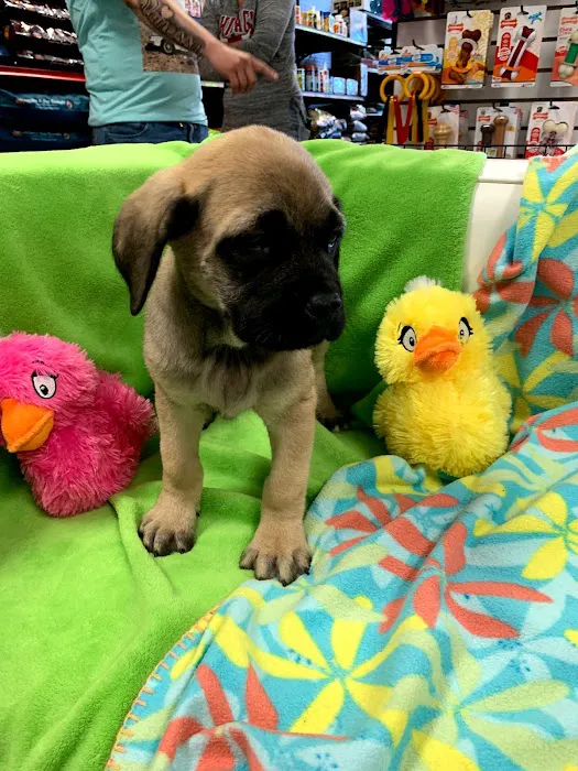 Puppies-R-Us Picture 8