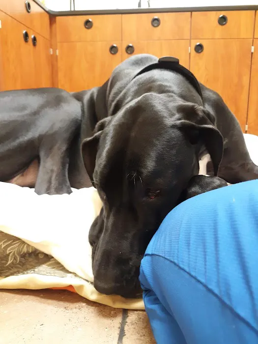 Jeronimo Pet Clinic Picture 3