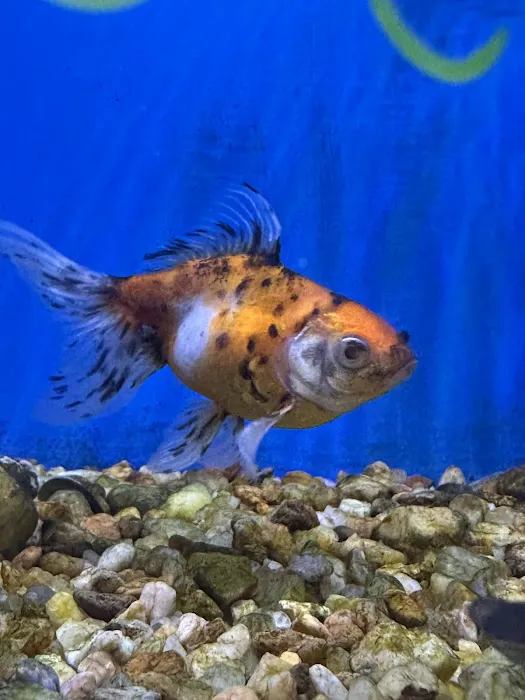 M & D Bird Farm Exotics & Aquatics Picture 3