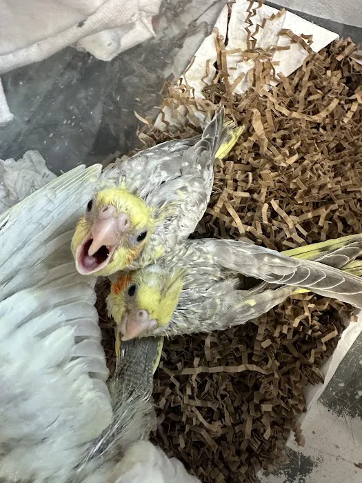 M & D Bird Farm Exotics & Aquatics Picture 8
