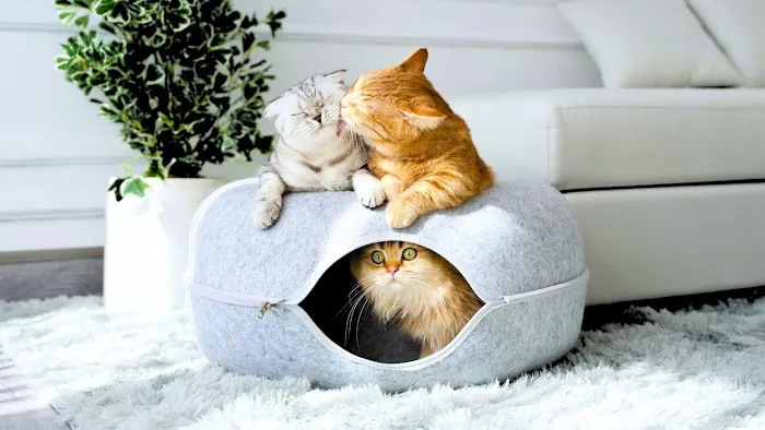 Cattasaurus Picture 5