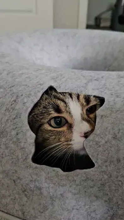 Cattasaurus Picture 1