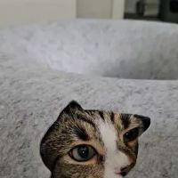 Cattasaurus ico
