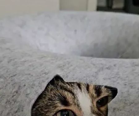 Cattasaurus