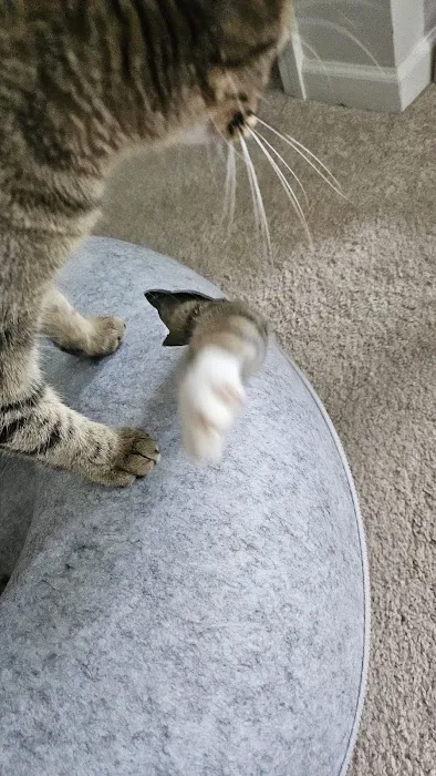 Cattasaurus Picture 2