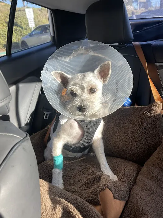Alicia Pet Care Center Picture 1