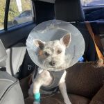 Alicia Pet Care Center