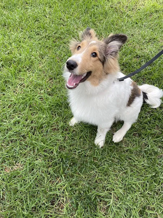 Mission Hills Pet Care Center Picture 8