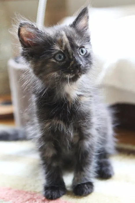 Mission Hills Pet Care Center Picture 3
