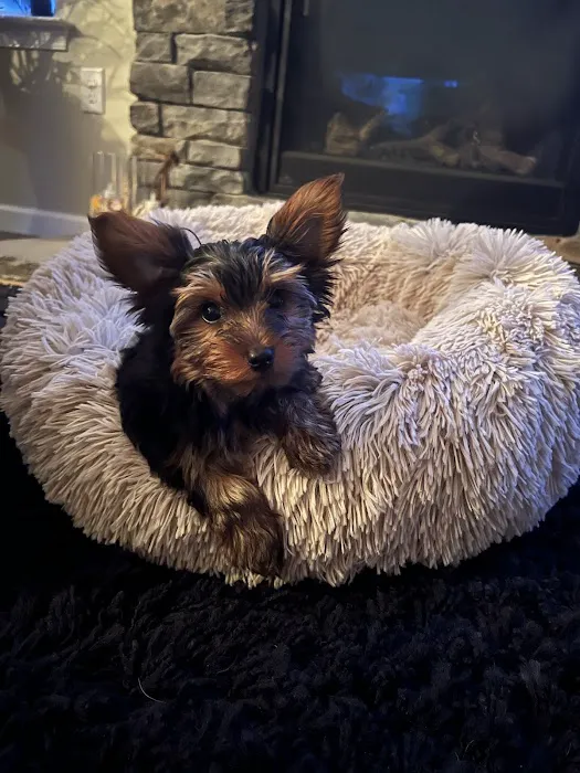 Yorkielegacy Picture 4