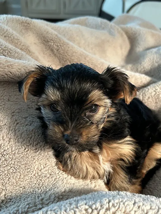 Yorkielegacy Picture 6