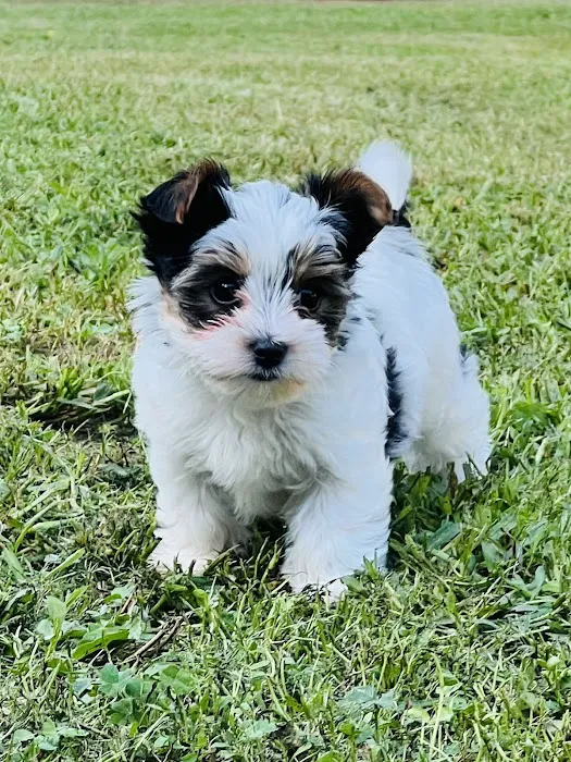Yorkielegacy Picture 8