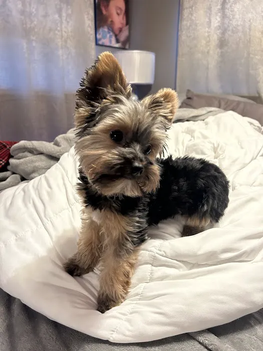 Yorkielegacy Picture 1