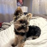 Yorkielegacy
