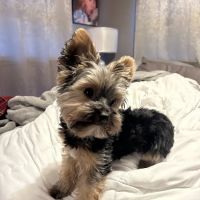 Yorkielegacy ico