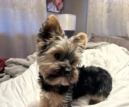 Yorkielegacy