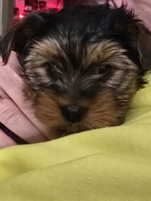 Yorkielegacy Picture 9