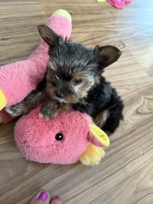 Yorkielegacy Picture 5